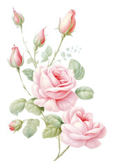 PNG Painting of roses border blossom pattern flower