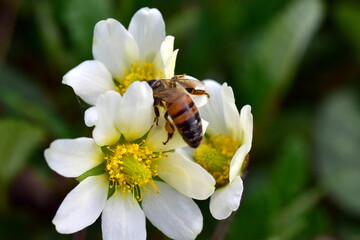 Biene auf einer Silberwurz-Blüte - 787479273