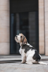 Portrait of Petit Basset Griffon Vandeen dog