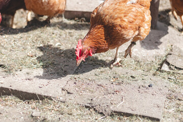 Domestic chicken with brown and white feathers running around the yard in the free range. Organic chickens. Homegrown eggs. Funny expression