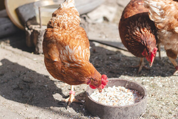 Domestic chicken with brown and white feathers running around the yard in the free range. Organic chickens. Homegrown eggs. Funny expression