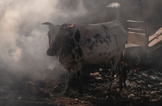 Urban cow on a trashyard in India disguised in smoke picture is taken 1990.