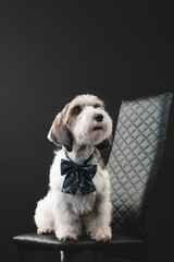 Petit Basset Griffon Vandeven dog on a black background