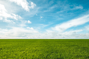 Obraz premium Photo de paysage d'un champs de culture vert et d'un ciel bleu avec quelques nuages blancs - agriclture française