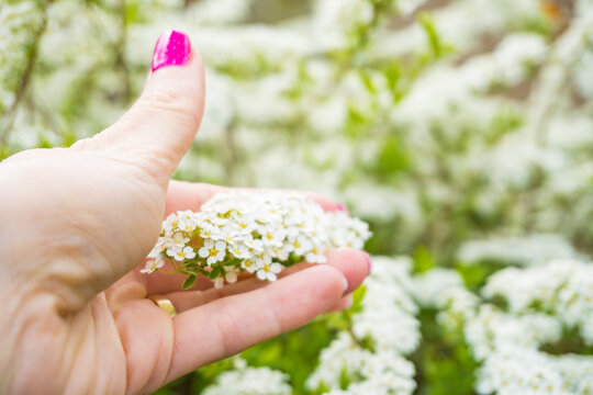 white inflorescences of spiraea arguta in the girl's hand on sunny spring day