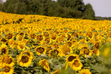 high-yielding field with yellow sunflower flowers, pollination