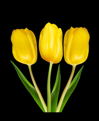 bouquet of yellow tulips on a black background
