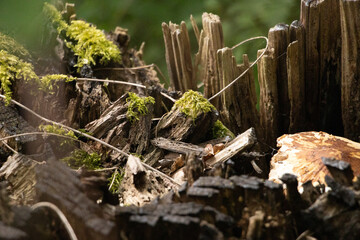 stump with moss in the forest