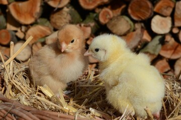 Baby little chickens in a rural setting