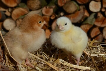 Newborn baby chickens