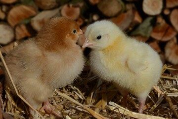 Newborn baby chickens on straw in a rural setting