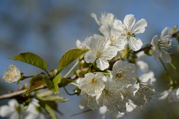Spring in the garden - blooming cherry tree