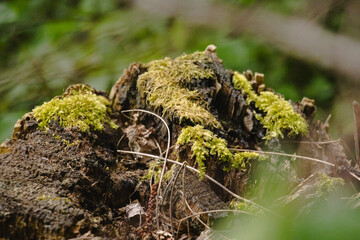 stump with moss in the forest