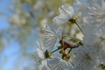 Blooming cherry flowers - closeup