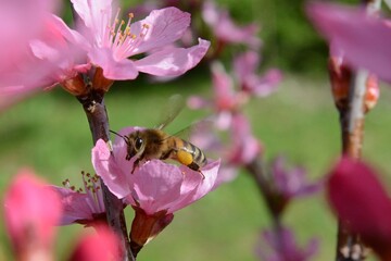 Pollination - Honey bee on a pink flower in the spring garden