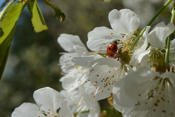 Ladybug on a blooming cherry tree