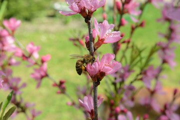 Honey bee collecting nectar