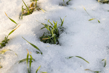 winter wheat during snowmelt during thaw