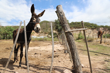 Brown donkey in corral. Mule in outdoor farm. Background with mountains and blue sky with copy...