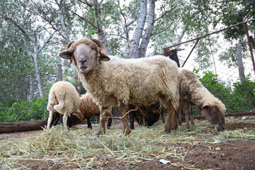 Ram and sheep eating grass in a corral. Domestic farm animals. Sheep cattle.  Herd of sheep.