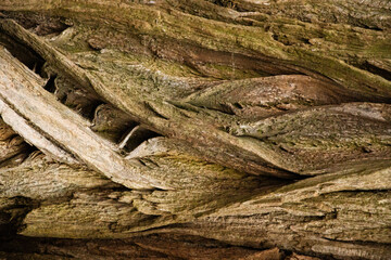 bark on a tree