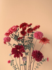Red flowers bunch on peach background. Red and claret dahlia and daisy bouquet. Peach aesthetic....