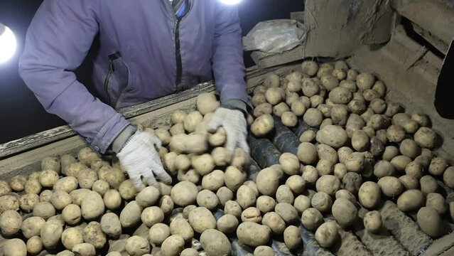 Farmers sort potatoes before packaging at small vegetable farm.