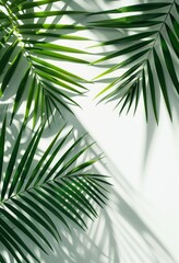 White Wall Adorned With Palm Leaves