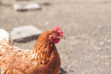 Domestic chicken with brown and white feathers running around the yard in the free range. Organic chickens. Homegrown eggs. Funny expression