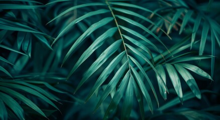Close Up of Palm Tree Leaves - obrazy, fototapety, plakaty