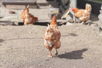 Domestic chicken with brown and white feathers running around the yard in the free range. Organic chickens. Homegrown eggs. Funny expression