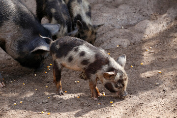 Family of spotted pigs eating corn in a pigsty. Farm animals. swine industry. Feeding of domestic...