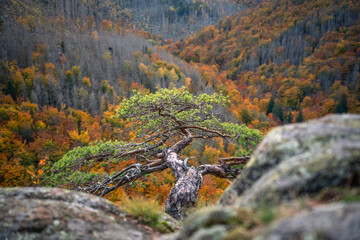 Kleiner Baum am Ilsestein im Harz