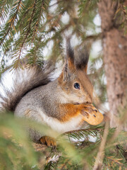 The squirrel with nut sits on tree in the winter or late autumn