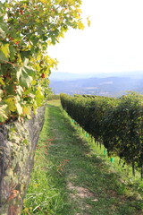 Fototapeta na wymiar vineyard in the autumn