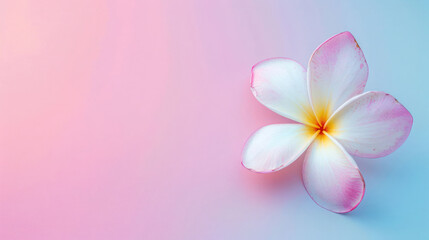 Frangipani white pink flower on gradient pink blue background with copy space, Elegant Pink White Flower