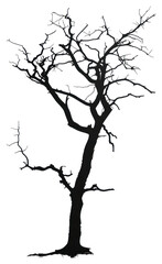 Fototapeta premium PNG Dead tree silhouette clip art drawing sketch plant.