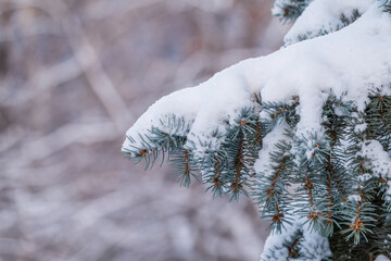 Green fir branches in winter covered with snow
