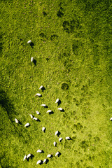 Vue sur un troupeau de moutons dans une prairie du paysage du bocage bressuirais dans le...