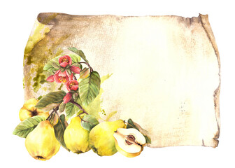  Yellow quince, Japanese pear, whole fruits with flowers, buds and leaves hanging on a branch on vintage paper background. Hand painted watercolor illustration. Drink label template. Isolated clipart