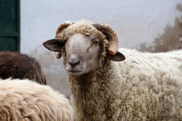 Closeup of white ram walking from front with background with copy space. Male sheep. Farm animals. Agricultural and livestock industry.