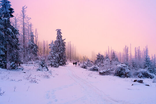 Farbintensive Himmelr&ouml;te im verschneiten Harz Wald auf dem Brocken. Sonnenuntergang im Winter mit Schnee