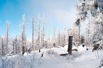 Verschneiter Wald im Harz mit blauen Himmel