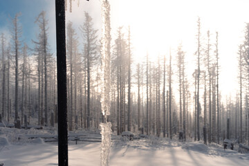 Frostiger Morgen im Harzer Winterwald
