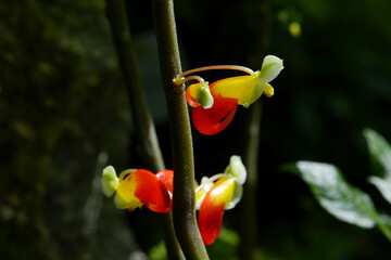 インパティエンス・ニアムニアメンシス