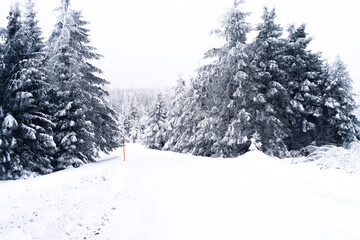 Brockenstraße im Winter mit verschneiten Tannen