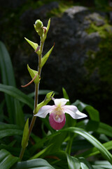 フラグミペディウム