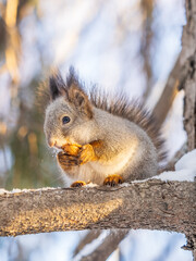 The squirrel with nut sits on tree in the winter or late autumn