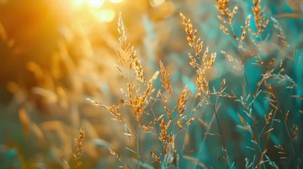 Wandaufkleber Beautiful meadow with high grass on sunlight nature landscape background. AI generated image © MUCHIB