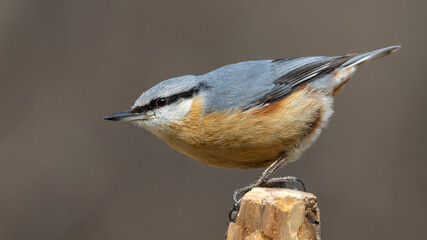 Nuthatch perched ona a wood block .Taken around Tokat city in Türkiye.